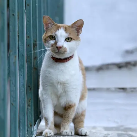 Apartamento Apatouria *