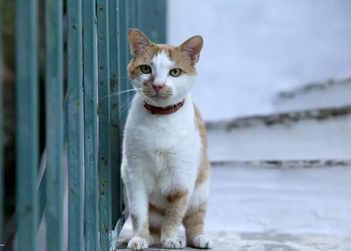 Appartement Apatouria *